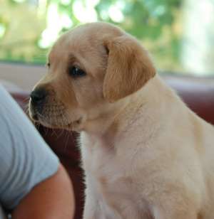 Catei Labrador calitate Show! pedigree de exceptie!