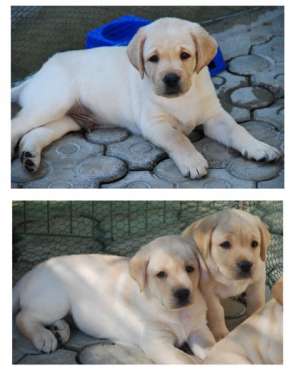 Canisa,  vindem catei Labrador cu Pedigree - pret accesibil 200-300E