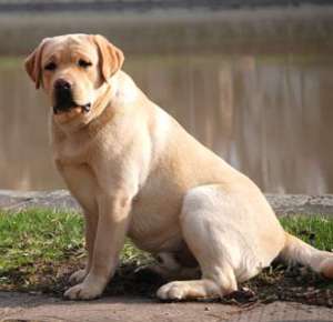 Canisa,  vindem catei Labrador cu Pedigree - pret accesibil 200-300E