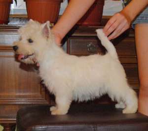 Canisa vindem un catel Westie de calitate SHOW