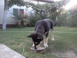 vand catel husky siberian