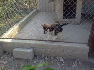 vand catel husky siberian