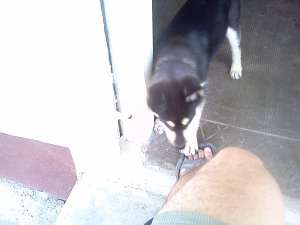 vand catel husky siberian