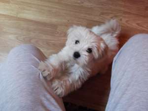 vand bichon havanez