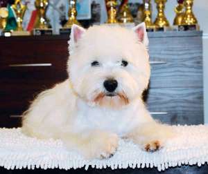 Canisa vindem un catel Westie de calitate SHOW