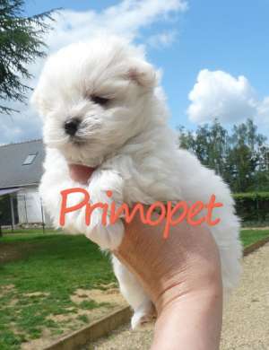 Caini de Vanzare Bichon Maltez