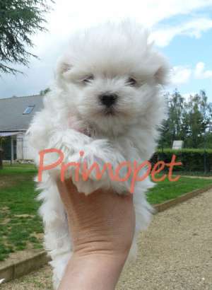 Caini de Vanzare Bichon Maltez