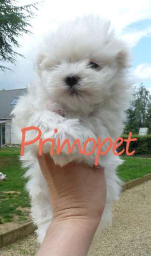 Caini de Vanzare Bichon Maltez