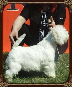 Canisa vindem un catel Westie de calitate SHOW