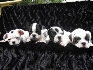 vand catei bulldog francez