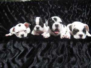 vand catei bulldog francez
