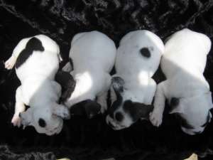 vand catei bulldog francez