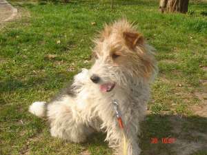 PIERDUT MASCUL FOX TERRIER TRICOLOR ORADEA 2011 - OFER RECOMPENSA