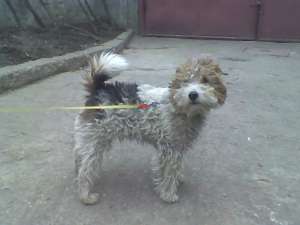 PIERDUT MASCUL FOX TERRIER TRICOLOR ORADEA 2011 - OFER RECOMPENSA