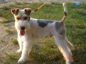 PIERDUT MASCUL FOX TERRIER TRICOLOR ORADEA 2011 - OFER RECOMPENSA