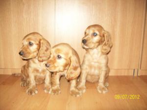 english cocker spaniel
