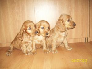 english cocker spaniel