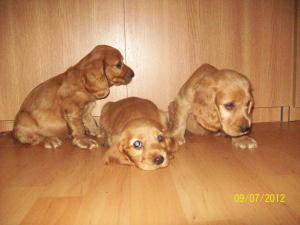 english cocker spaniel