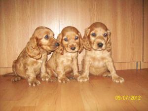 english cocker spaniel