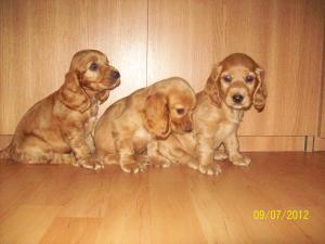 english cocker spaniel