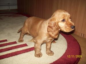 english cocker spaniel