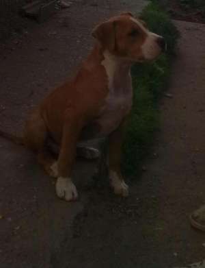 vand amstaff