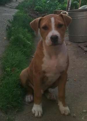 vand amstaff