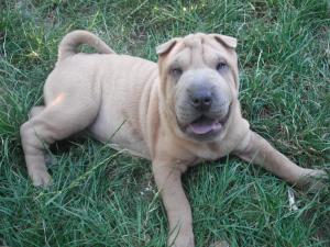 SHAR-PEI DE VANZARE