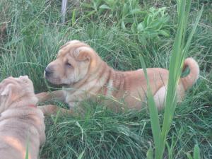 SHAR-PEI DE VANZARE