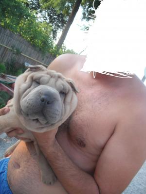 SHAR-PEI DE VANZARE