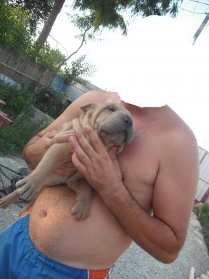 SHAR-PEI DE VANZARE