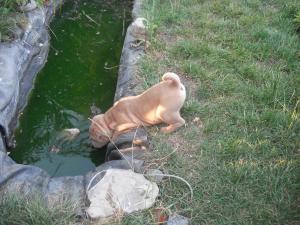 SHAR-PEI DE VANZARE