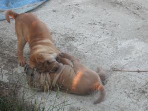 SHAR-PEI DE VANZARE