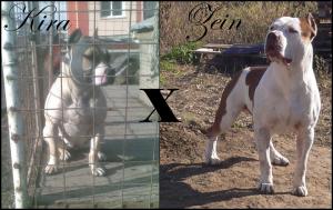 Vand pui amstaff