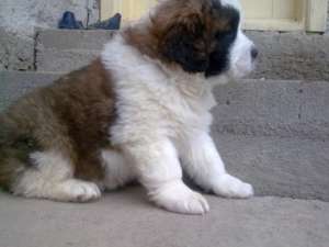 Saint bernard draguti