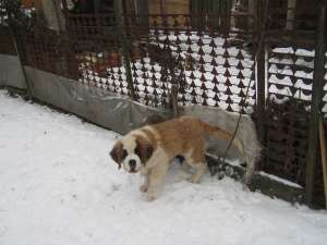 Saint bernard draguti