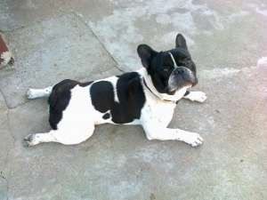 Ofer Bulldog Francez pentru monta !