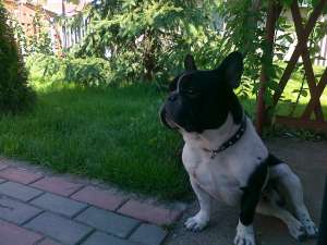 Ofer Bulldog Francez pentru monta !