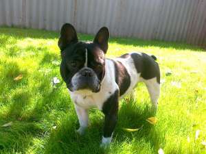 Ofer Bulldog Francez pentru monta !