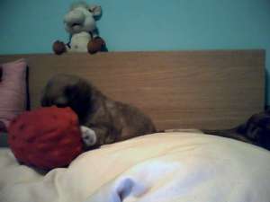 Bichon Havanez (6 saptamani) 400 lei