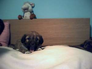 Bichon Havanez (6 saptamani) 400 lei