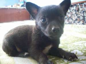 Mascul chihuahua toy miniatura negru
