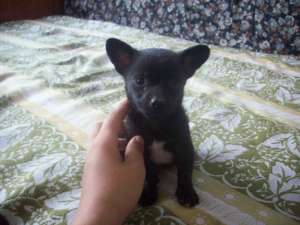 Mascul chihuahua toy miniatura negru