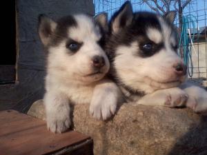 VAND PUI HUSKY SIBERIAN