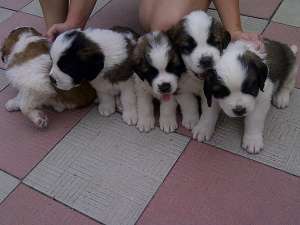 saint bernard de vanzare masculi si femele 6 saptamani