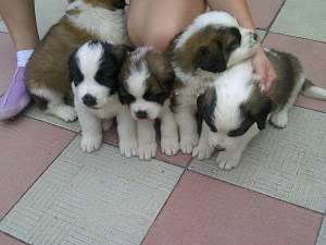 saint bernard de vanzare masculi si femele 6 saptamani