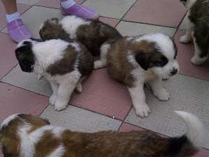 saint bernard de vanzare masculi si femele 6 saptamani