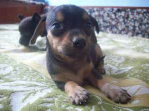 Femela chihuahua toy miniatura