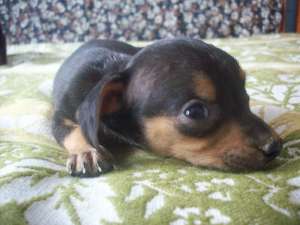 Femela chihuahua toy miniatura