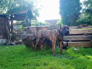 Vand pui Dogo Canario